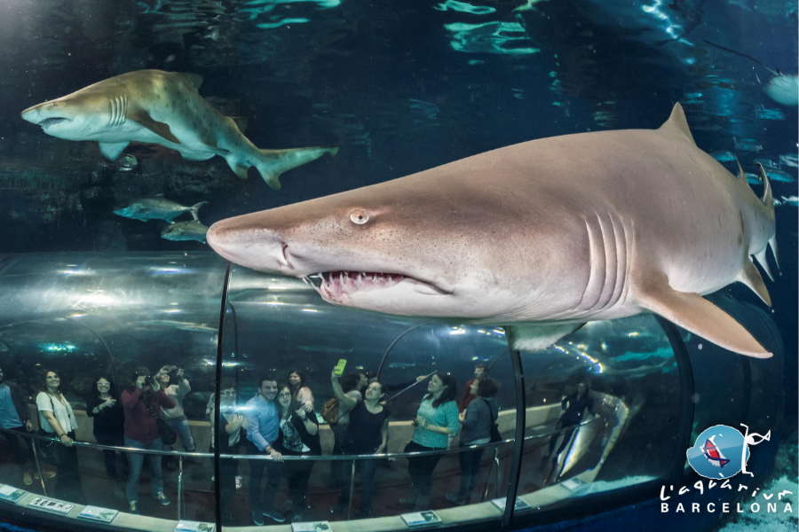 Excursión al Aquarium de Barcelona