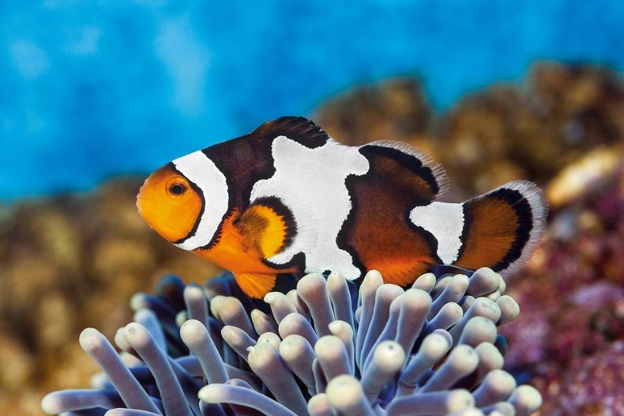 Curiosités sur les poissons que vous pouvez découvrir à l'Aquarium