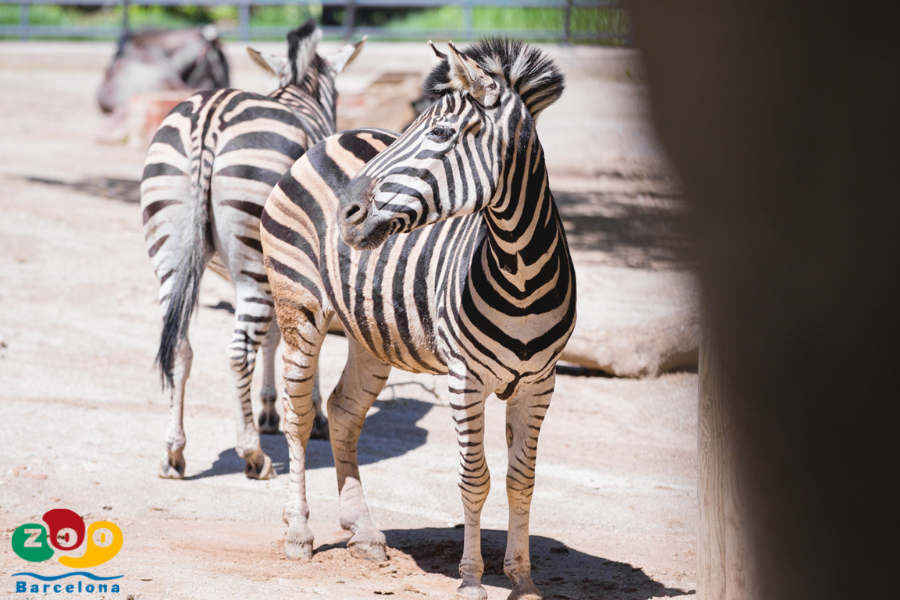 Einzigartiges Erlebnis im Zoo von Barcelona