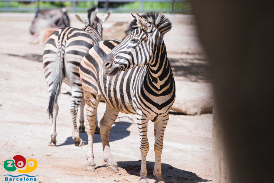 Ausflug in den Zoo von Barcelona