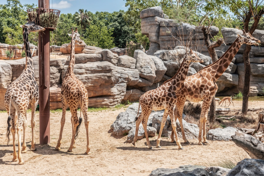 Coses que probablement no sabies sobre els animals que veuràs en el Zoo de Barcelona